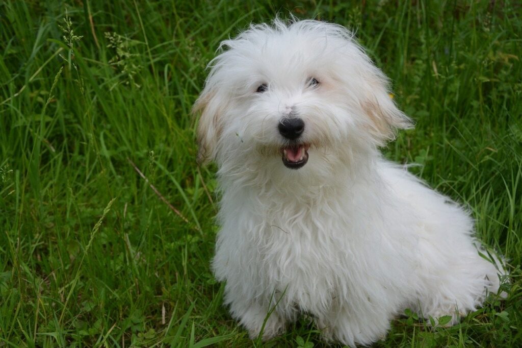 Coton De Tulear Dog Breed Pictures