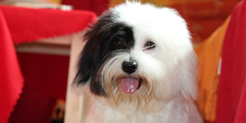 Coton De Tulear Dog Breed Pictures