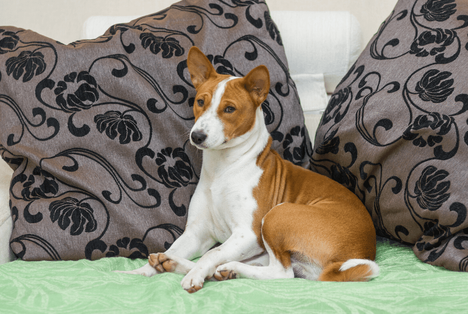 pictures of a basenji dog
