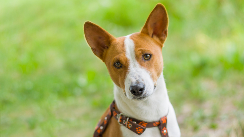 Basenji Dog Breed Pictures