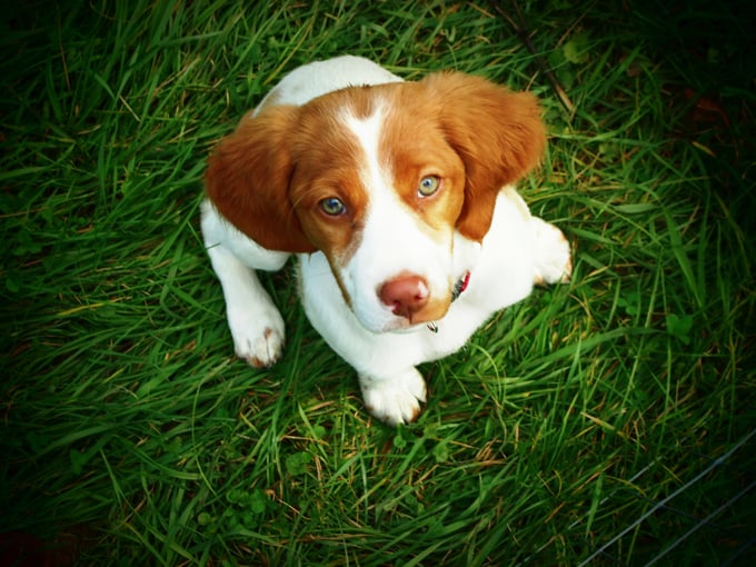 Brittany Dog Breed Picture