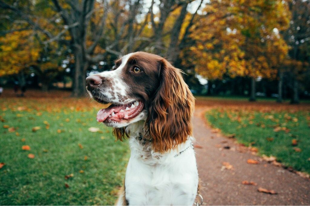English Springer Spaniel Dog Breed Pictures