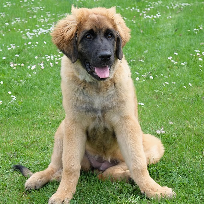 Leonberger Dog Breed Pictures
