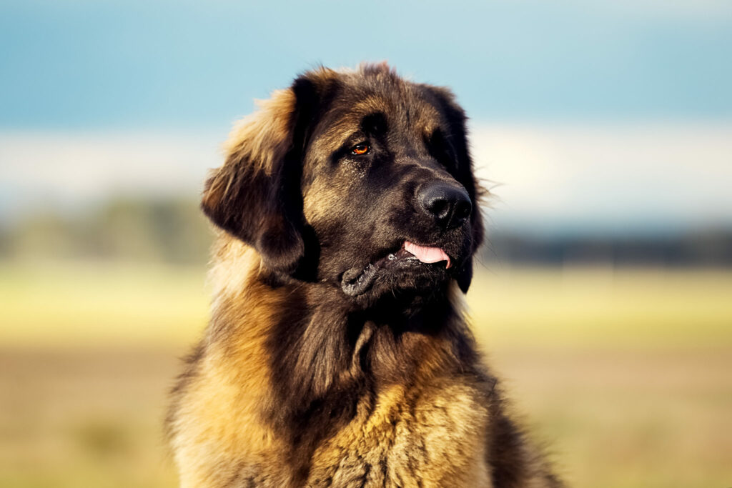 Leonberger Dog Breed Pictures 