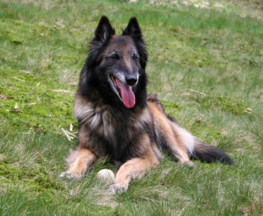 A Belgian shepherd dog breed