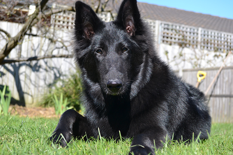Belgian shepherd ready for training and caring