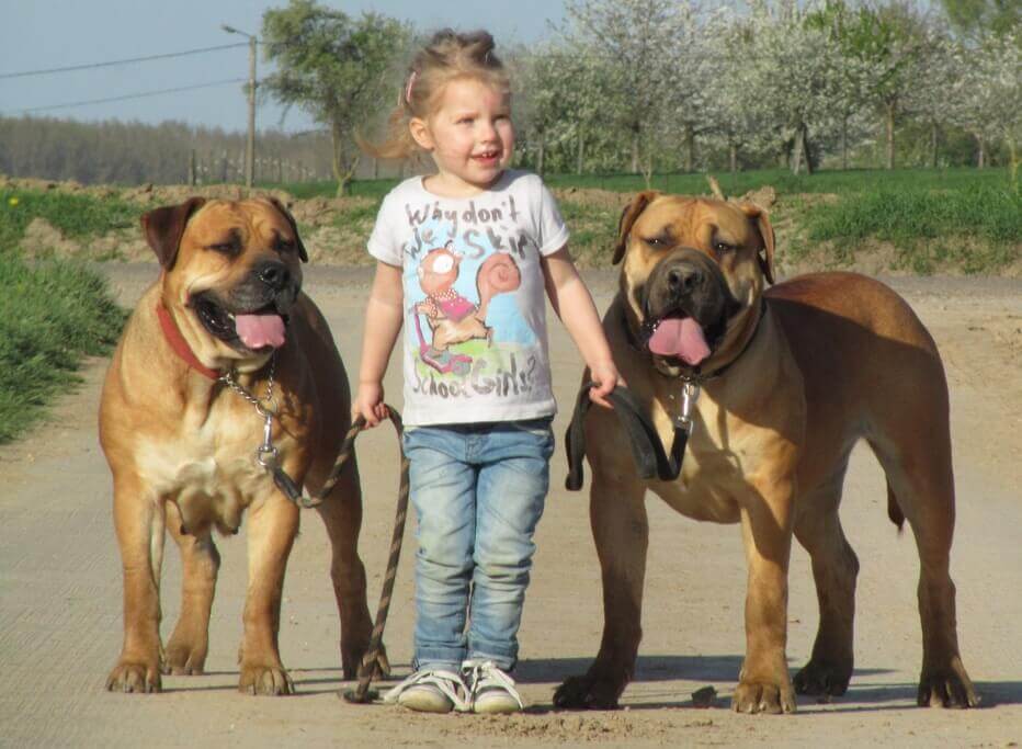 A kid holding two Boerboel dogs 