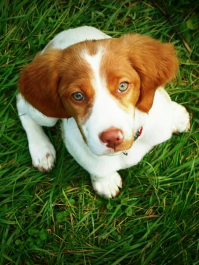 Brittany Dog Breed Picture