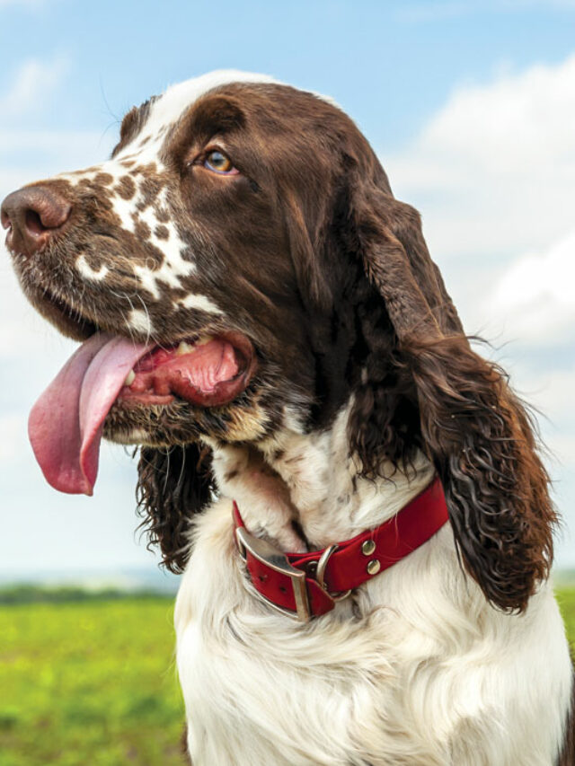English Springer Spaniel Dog Breed Pictures
