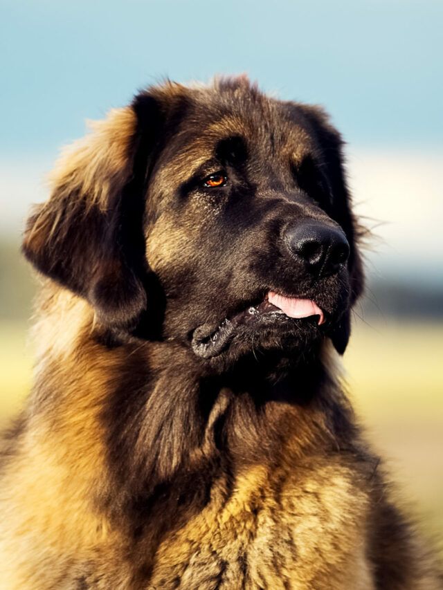 Leonberger Dog Breed Pictures