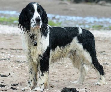 An English springer spaniel standing on the ground