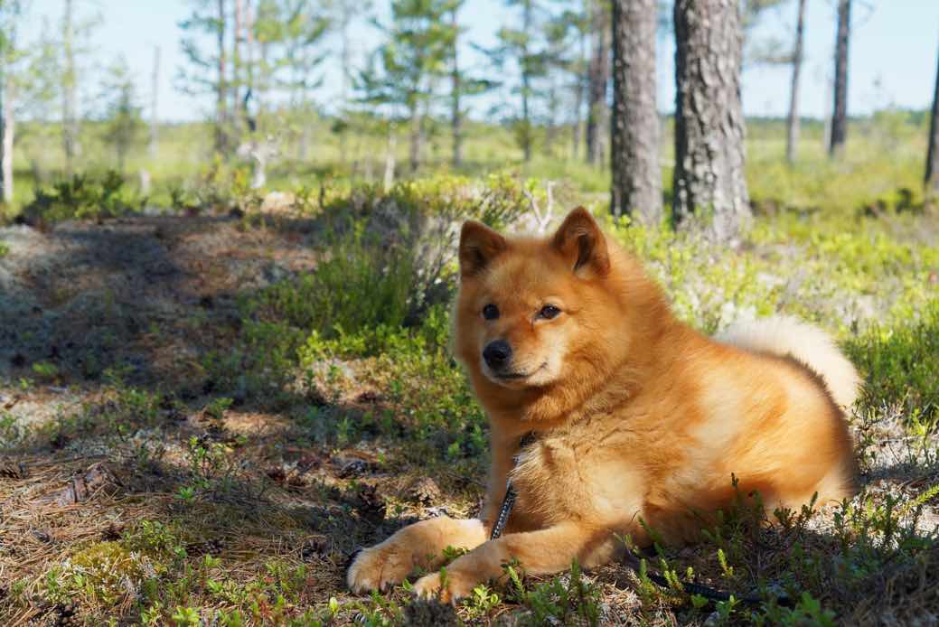Finnish spitz dog ready for training