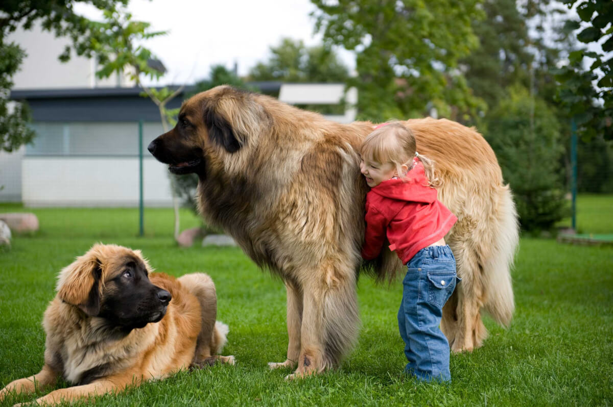 Leonberger dog with good physical appearance playing with a kid