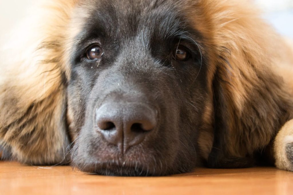 A Leonberger dog with health concern