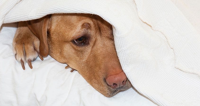 A dog lie under a cloth cover