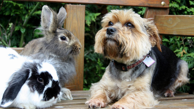 Rabbits And Dogs Live Together