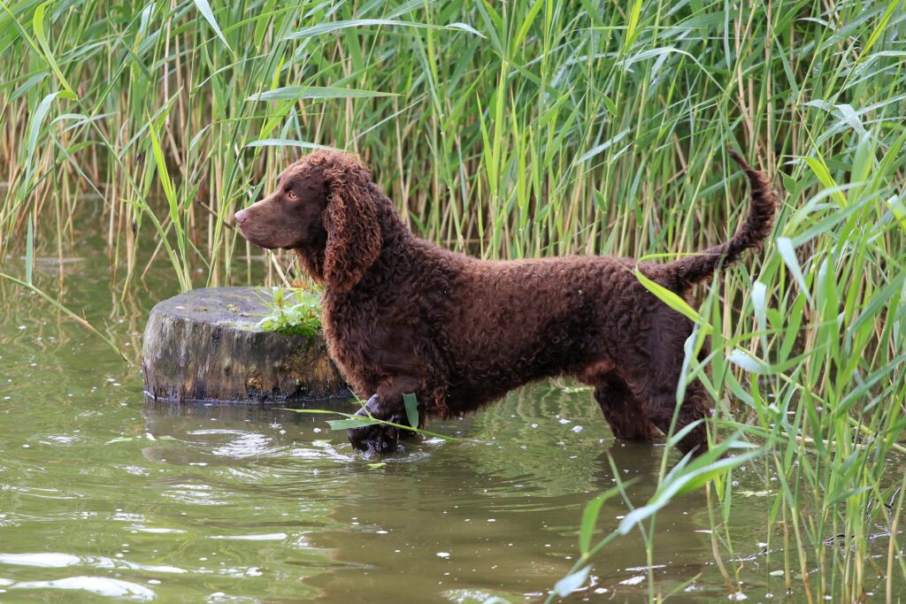 American Water Spaniel Dog Breed Pictures