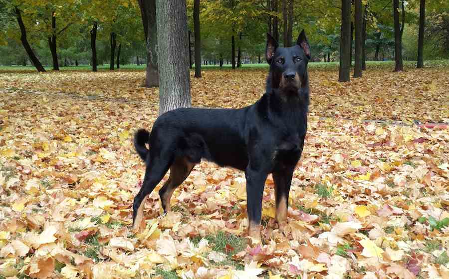 Beauceron Dog Breed Picture