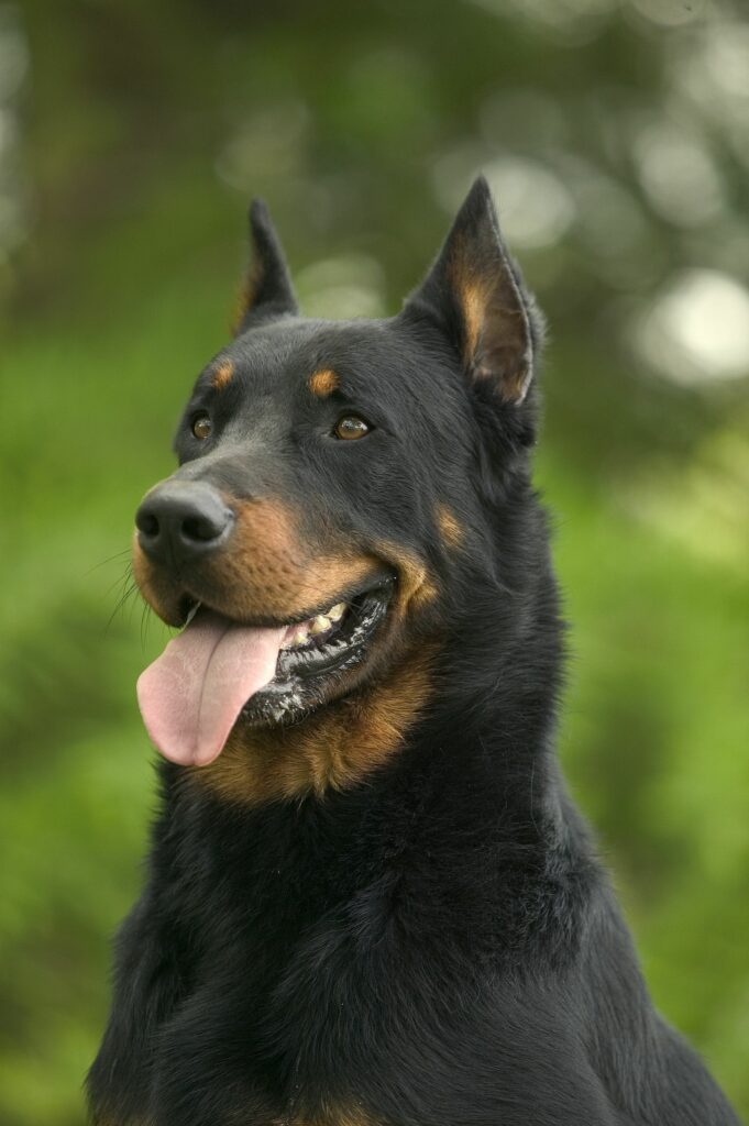 Beauceron Dog Breed Picture