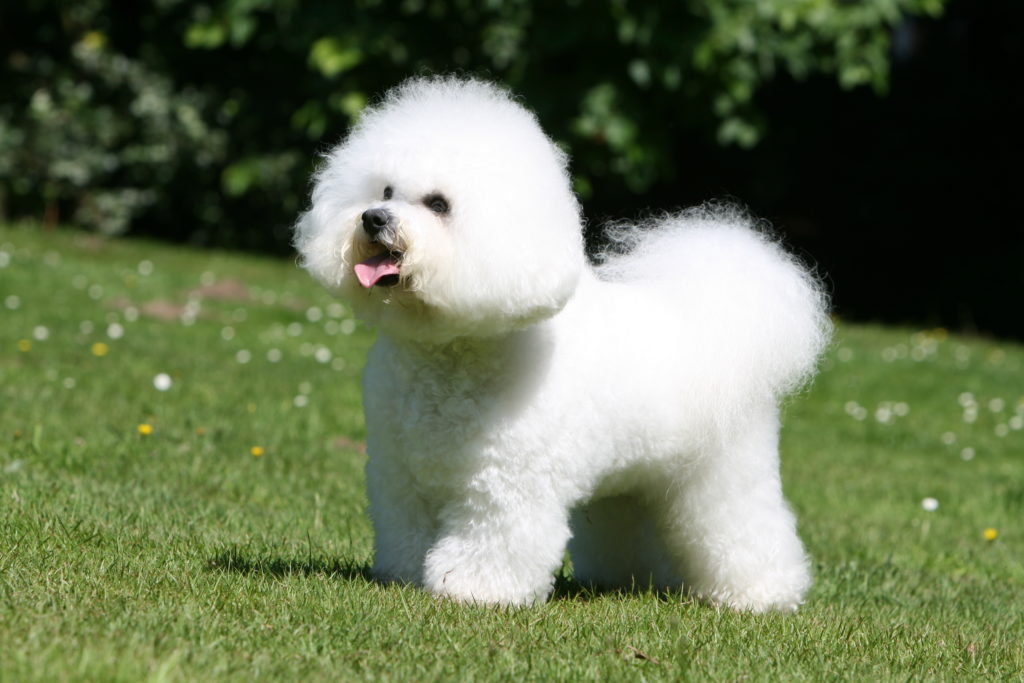 Bichon Frise Dog Breed Pictures