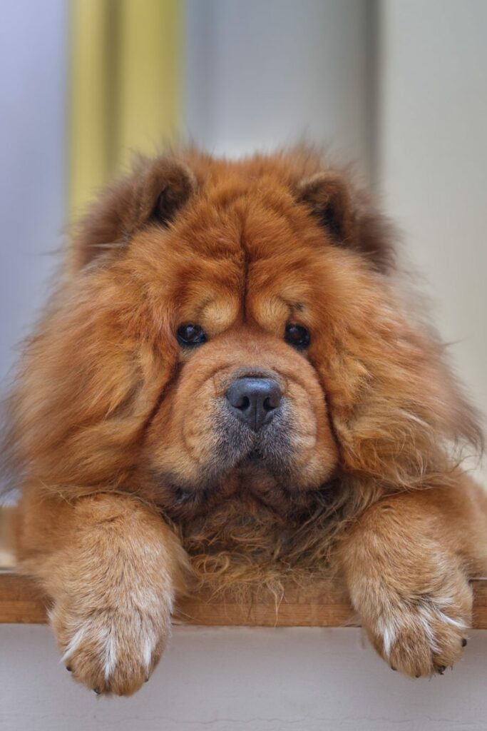 Chow Chow Dog Breed Picture