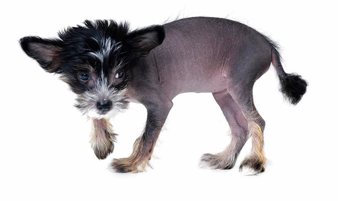 Chinese Crested Dog Breed Pictures