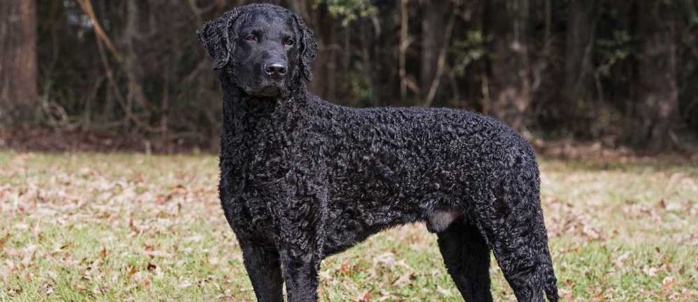 Curly Coated Retriever Dogs Picture