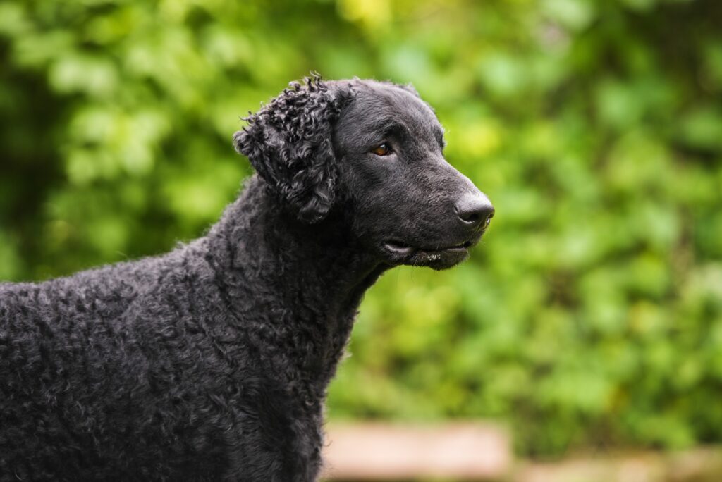 Curly Coated Retriever Dogs Picture