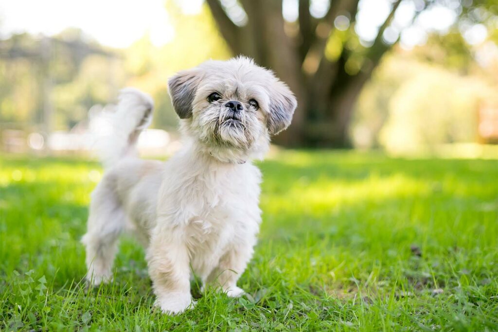 Shih Tzu Dog Breed Pictures