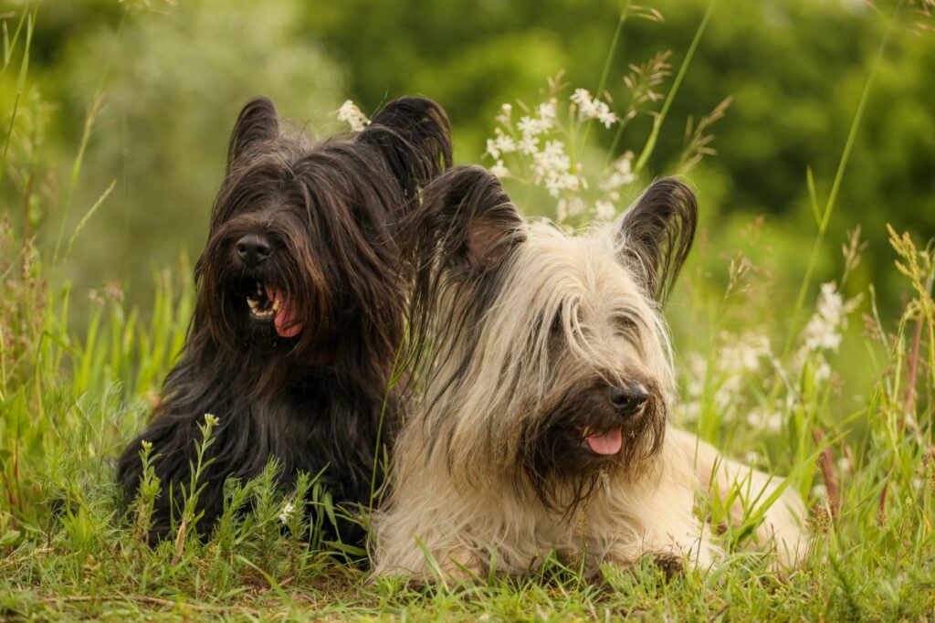 Skye Terrier Dog Breed Pictures