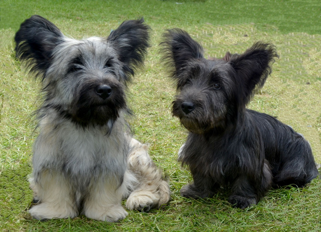 Skye Terrier Dog Breed Pictures