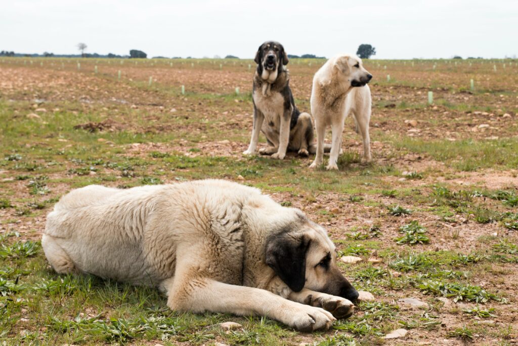 Spanish Mastiff Dog Breed Pictures
