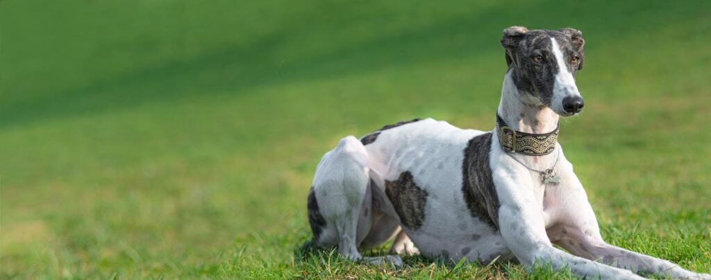 Spanish Sighthound Dog Picture