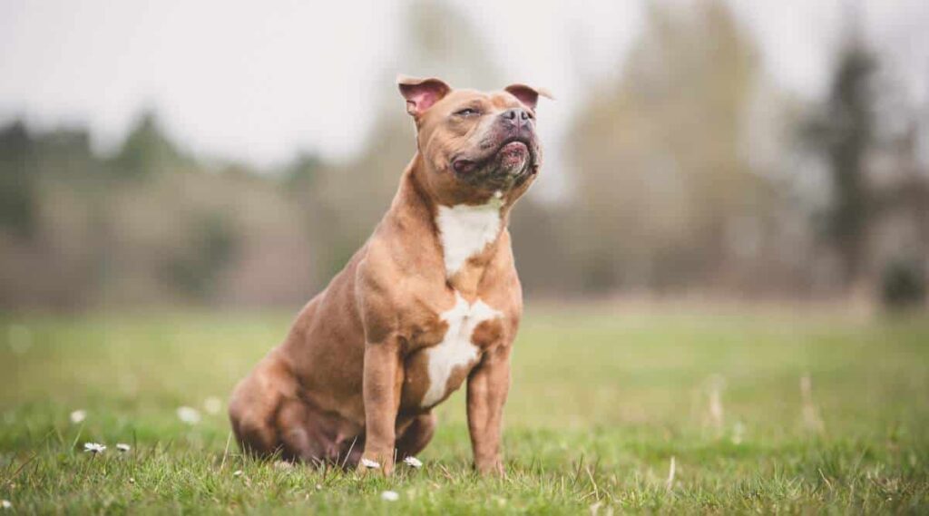 Straffordshire Bull Terrior Dog Breed Pictures