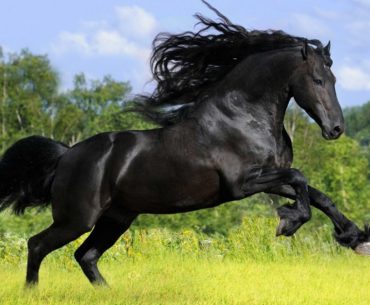 Abtenauer horse breed jumping