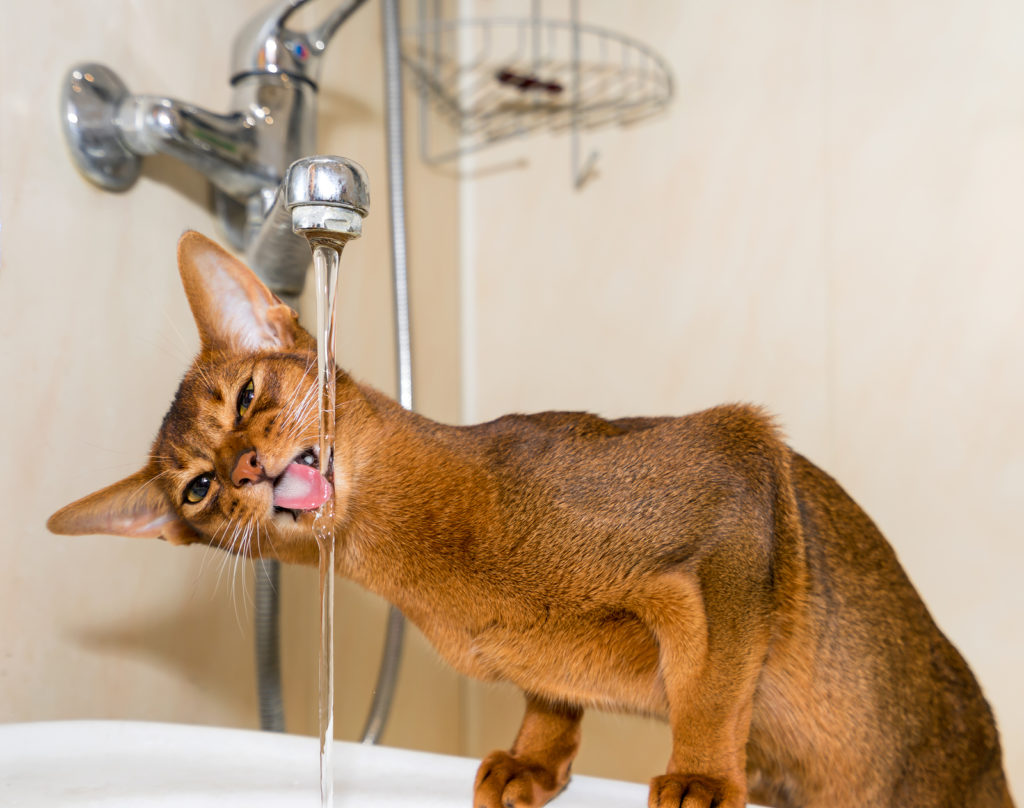 Abyssinian displaying it behaviour
