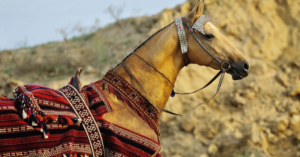 Akhal-Teke Horse Breed