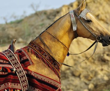 Akhal-Teke Horse Breed