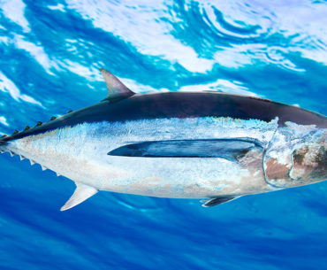 Albacore fish breed swimming through the water