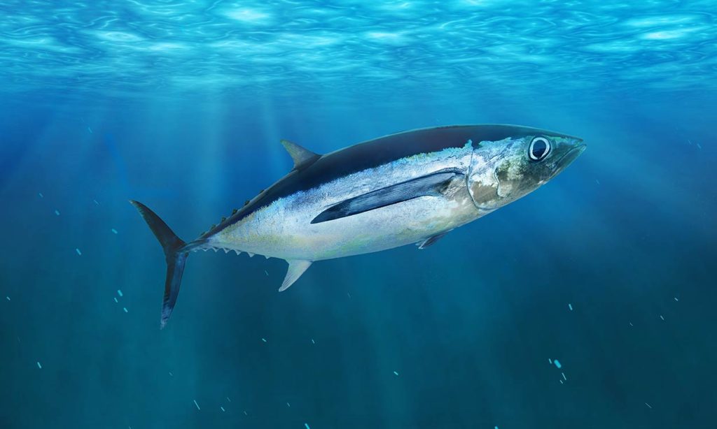 Albacore with good description moving in water