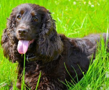 American water spaniel dog breed lying down on the grass