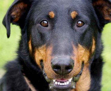 Beauceron Dog Breed image