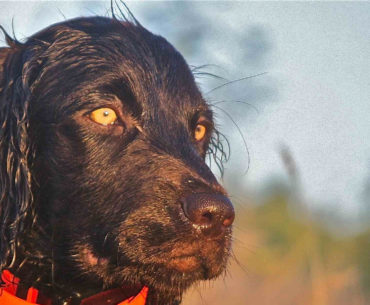 Boykin Spaniel dog with coloured eyes