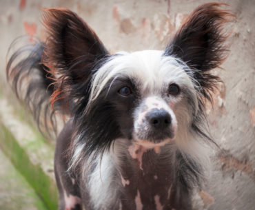 Chinese crested Dog breed