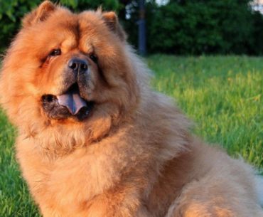 Chow chow dog sitting on the grass