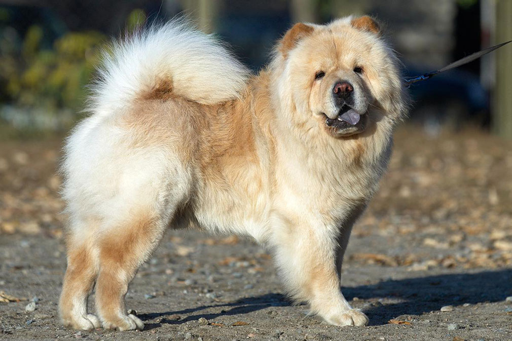 Chow chow displaying its physical appearance