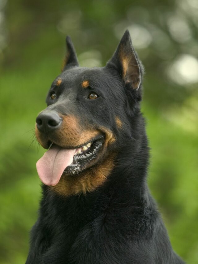 Beauceron Dog Breed