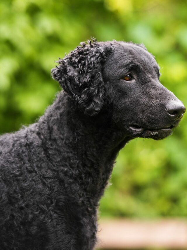 Curly-Coated Retriever Dog Breed