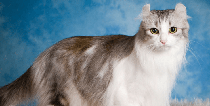 American curl with good physical appearance