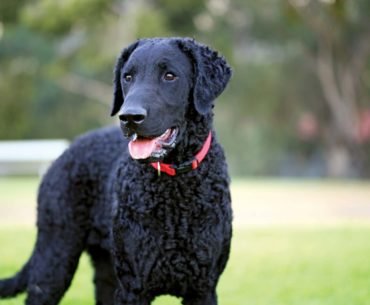 curly-coated Dog breed